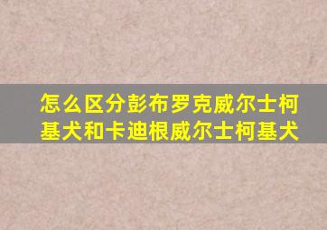 怎么区分彭布罗克威尔士柯基犬和卡迪根威尔士柯基犬